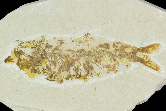 Bargain, Fossil Fish (Knightia) - Wyoming #120673